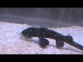 Chiloscyllium plagiosum Chiloscyllium plagiosum