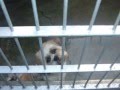 Animal sheltering in the US