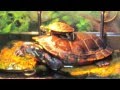 Southern Painted Turtle Unboxing
