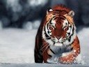Tigers (pt. 2) Tigers (pt. 2)