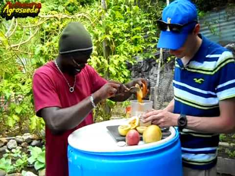 how to transplant passion fruit