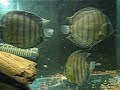 Wild Caught Royal Green Discus - Red Spot Wild Caught Royal Green Discus - Red Spot
