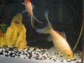 3 Goldfish back together