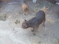 bully pitbull