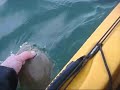 dab.wmv