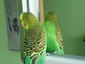 Ma perruche quand elle se regarde dans le miroir!