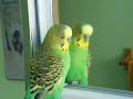 Ma perruche quand elle se regarde dans le miroir!