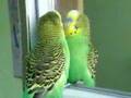 Ma perruche quand elle se regarde dans le miroir!