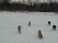Top Boe X Uptown girl puppies playing