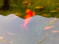 ESTO ES UNA PILETA DE LONA DE 4200 LITROS DE AGUA Y UN FILTRO ARMADO POR MARIANO Y ELOY RICARDO CAPURRO -SE ENCUENTRAN PECES GOLDFISH CARASSIUS Y CARPAS KOI..AKA SI NO SE CRIA EL DENGUE SE COMEN TODO