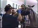Dentista Equino Dentista Equino