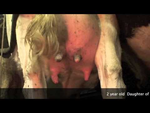 how to treat udder edema