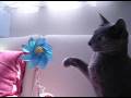 Cat Hits a Pinwheel