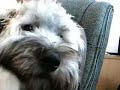 Teddy (The Wheaton Puppy) Says Hi then goes to sleep.
