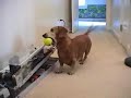 a well trained weiner