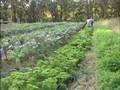 Community Supported Agriculture.