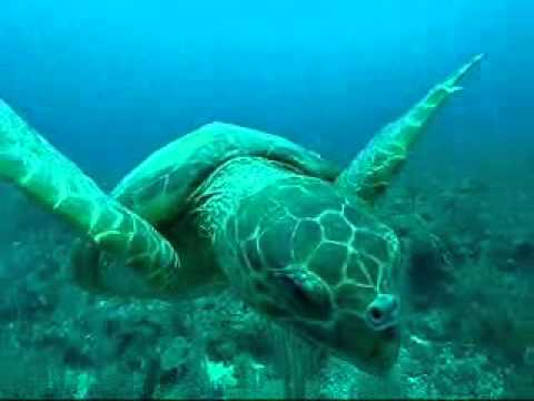 See video