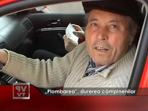 „Plombarea”, durerea campinenilor