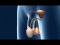 Bimek SLV - The new male contraception that controls sperm