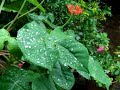 Mhow, Indore, Madhya Pradesh. Monday Aug 4 2008. 11:57:20. A brief video   (1:29)of the rains falling on the leaves of a garden plant