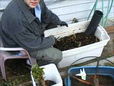 how to transplant swiss chard