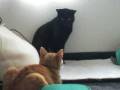 猫叶姉妹(ラブに怒られたレモン)