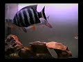 PEIXE NA PISCINA - TUBARÕES, PEIXES E ARRAISA.VÍDEO FEITO POR: CÉLIO MARINHO 