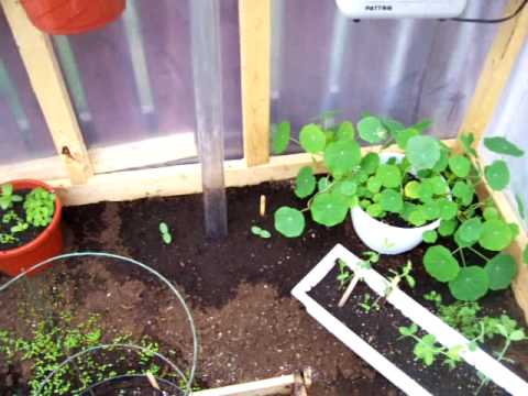 how to transplant nasturtiums