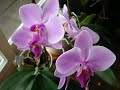 Als de orchideeën bloeien - (Bunga anggrek) Als de orchideeën bloeien - (Bunga anggrek)