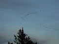Cranes returning to the Platte River