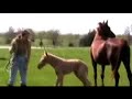 Newborn Foal\