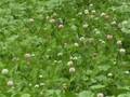 Organic No-Till Living Mulch Soil Fertility:WeedEm and Reap