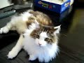 シモ猫　メインクーン