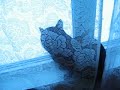 How To Make a Bird Feeder