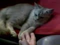 MY CAT SPOKY ,I TECH MIM TO CHAKE GAND AND THE STUPED CAT HE RUN AWAY!!!