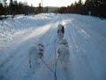 January 2004 - Samoyed & Malamute Sled Team