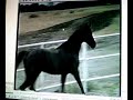 IRIIP Foggia : Cavalli Stalloni - UN\ IRIIP Foggia : Cavalli Stalloni - UN\