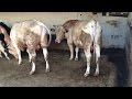 Evran Besİ ÇİftlİĞİ Ve Kurbanlik SatiŞ Merkezİ 2015