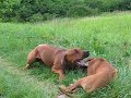 Rhodesian ridgeback playing