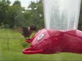 Hummingbirds Hummingbirds
