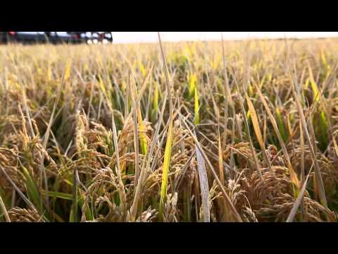 how to grow rice