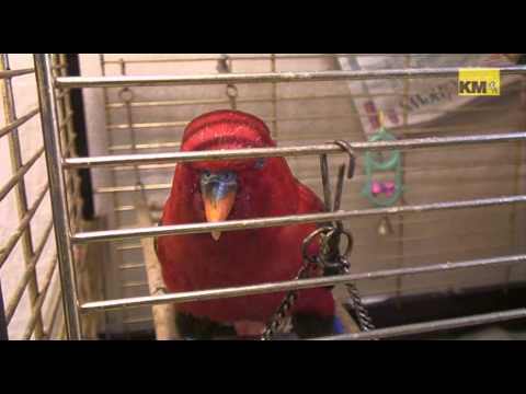 RSPCA needs new home for swearing bird