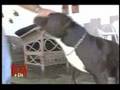 Bichos e Cia Game Dog Pitbull 1ª Parte