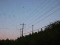 Roosting Blackbirds - Longer Version  (South Carolina 2007)