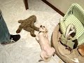 Bad Dog Bad Dog