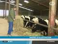 Vaches et moutons: la maladie de la langue bleue