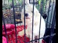 Maggie the friendliest dog in General Santos City