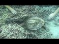 Great Barrier Reef Dive