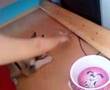 Alaskan Malamute video