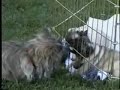 meeting-teddy.html